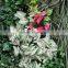 SJ0409010 Good lookling plastic greenery wall artificial plant wall making