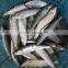 Fresh sardine for bait on sale