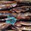 Frozen Argentinus Illex Squid