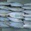 Frozen Horse Mackerel trachurus trachurus 20cm+