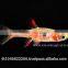 Rasbora Fish For Sale and Export