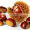 sweet chestnut good quality organic roasted chestnuts with shell