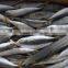 Sizes 90 pcs / 10 kg ctn slender mackerel frozen Decapterus spp