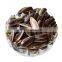 2022 byloo seeds hybrid 361 striped candy coated unsalted sunflower seeds pipas iregi thailand  oleic  usa