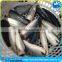 frozen pacific mackerel HGT