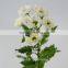 Festival Christmas Wedding Flowers Chrysanthemum Vietnam With 10 Stems/Bundle Flower Small Chrysanthemum With 0.5kg/Bundle Chrys