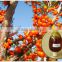ISO Approved Bulk Seabuckthorn Seed Oil Hippophae Extract Herbal Products For Cosmetic Pharma Drug Nutrition Supplement