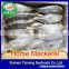 Best Price Frozen Fish Horse Mackerel