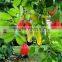 Lucky Bean Tree Powder