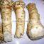 Good Quality Fresh Horseradish