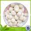 types of cultivated mushrooms
