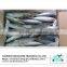 Frozen pacific mackerel fish on sale