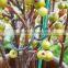 Garden Plant Twist and Clip Tomato Clip Plastic Clip