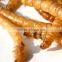 Yellow mealworm, tenebrio pet bird food