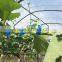 tape binder tape tool no scrap,hand tying machine,wire galvanized, Wireless Vineyard, Vineyard