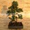 S Shape Small Indoor Bonsai Carmona Bonsai tree (Fukien Tea)