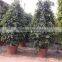 Ficus benjamina tower shape