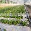 Garden Greenhouse Eggplant Hydroponics and Coconut Cultivation Equipment/Hydroponics Growing Systems