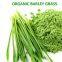 Natural Pure Barley Grass Powder