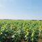Hot sales high yield giant dwarf sunflower seeds for sale