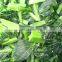 Sinocharm New Season BRC A Approved Non-Worm Green Vegetable IQF Bok Choy