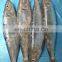 frozen sardine fish Sardinella Longiceps for bait and canning
