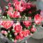 High level best selling carnation flowers product export