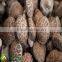 the most competitive market prices for shiitake mushroom