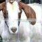 animal farm mesh factory manufacture