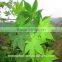 Free samples factory price sweet green tea