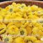 best herbal blossoming tea in China chrysanthemum tea organic flower tea