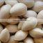 2015 ginkgo nuts in shell