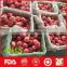 Red crispy fresh fuji apple for wholesale
