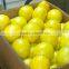 Fresh Citrus Fruits /Yellow LemonAdalia - Verna - green lime