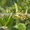 Periploca olthe powder