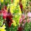 Antirrhinum majus flower seeds