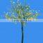 Tabebuia chrysantha