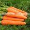 Fresh Carrot 2016 Crop