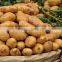 Promotion Offer Mesh bags packede Potato