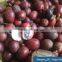 VIETNAM BLACK CARDAMON (+841657106604 - WHATSAPP)