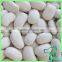 Large Type White Kidney Bean Origin In China 2016 New Crop