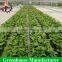 Optimise conditions greenhouse growing rolling benches