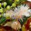 EUCALYPTUS GLOBULUS OIL 70%