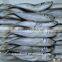 good quality big eye scad/horse mackerel for sale