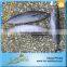 BQF Fish Bonito From China