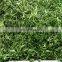 Sinocharm BRC A approved Frozen Vegetable 5cm IQF Frozen Coriander Cut