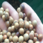 50g cigarillas seeds goa four-angled bean four-cornered manila princess asparagus pea dragon bean seeds for planting