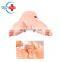 HC-S124 Advanced Male Catheterization model/Urinary system Nursing Training Manikin