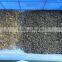 Color Sorter for Tea/ Green Tea/ Black Tea CCD Color sorting machine Tea processing machine