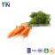 TTN Freeze Dried Vegetables Powder Dried Carrot Powder